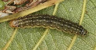 Attēlu rezultāti vaicājumam “Ancylis apicella”