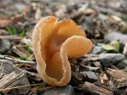 Attēlu rezultāti vaicājumam “Peziza vesiculosa”