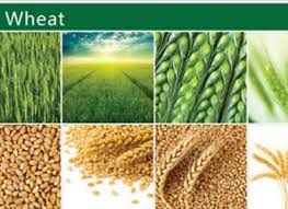 Attēlu rezultāti vaicājumam “Hordelymus europaeus fruit”