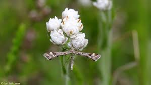 Attēlu rezultāti vaicājumam “Platyptilia tesseradactyla”