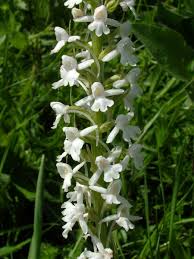 Attēlu rezultāti vaicājumam “Gymnadenia conopsea leaf”