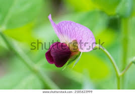 Attēlu rezultāti vaicājumam “Pisum sativum flower”