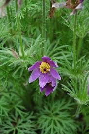 Image result for Pulsatilla