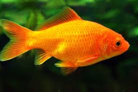 Attēlu rezultāti vaicājumam “Carassius auratus”