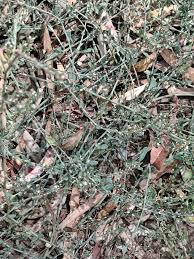 Attēlu rezultāti vaicājumam “Polygonum aviculare leaf”