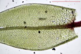 Attēlu rezultāti vaicājumam “Hypnum pallescens”