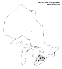 Image result for Moxostoma duquesnei