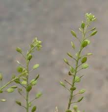 Attēlu rezultāti vaicājumam “Lepidium densiflorum leaf”