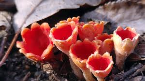 Attēlu rezultāti vaicājumam “Microstoma protracta”