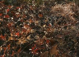 Attēlu rezultāti vaicājumam “Exobasidium uvae-ursi”