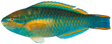 Image result for Scarus zelindae