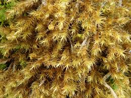 Attēlu rezultāti vaicājumam “Campyliadelphus elodes”