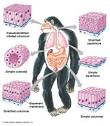 Epithelial Tissues