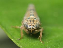 Attēlu rezultāti vaicājumam “Lamprotettix nitidulus”