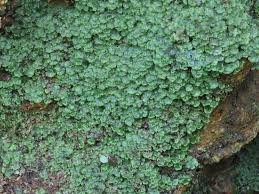 Attēlu rezultāti vaicājumam “Pellia epiphylla”