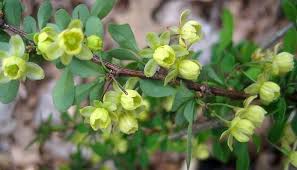 Attēlu rezultāti vaicājumam “Berberidaceae”