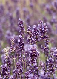 Attēlu rezultāti vaicājumam “Lavandula angustifolia flower”