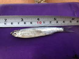 Image result for Alosa pseudoharengus