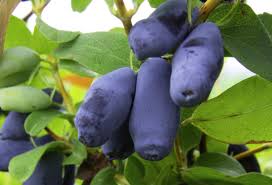 Attēlu rezultāti vaicājumam “Carex ornithopoda fruit”