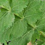 Attēlu rezultāti vaicājumam “Pimpinella saxifraga leaf”