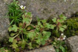 Attēlu rezultāti vaicājumam “Saxifraga tridactylites flower”