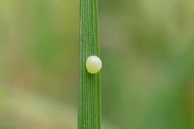 Attēlu rezultāti vaicājumam “Ochlodes sylvanus underside”