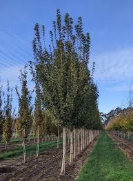 Attēlu rezultāti vaicājumam “Acer campestre”