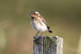Attēlu rezultāti vaicājumam “Saxicola rubetra juvenile”