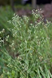 Attēlu rezultāti vaicājumam “Lapsana communis leaf”