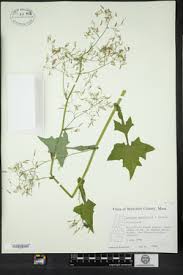 Attēlu rezultāti vaicājumam “Mycelis muralis”