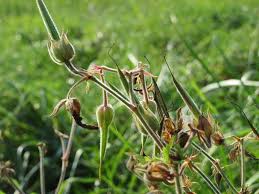 Attēlu rezultāti vaicājumam “Geranium sylvaticum bud”