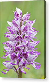 Attēlu rezultāti vaicājumam “Orchis militaris flower”