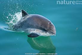 Image result for Phocoena phocoena