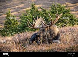 Attēlu rezultāti vaicājumam “Alces alces”