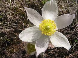 Attēlu rezultāti vaicājumam “Pulsatilla patens”