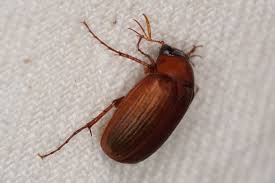 Attēlu rezultāti vaicājumam “Serica brunnea”