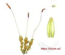 Attēlu rezultāti vaicājumam “Tortula lingulata”