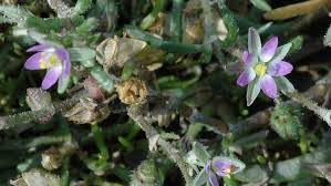 Attēlu rezultāti vaicājumam “Spergularia marina flower”