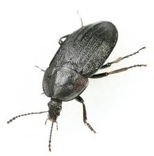 Attēlu rezultāti vaicājumam “Phosphuga atrata”