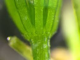 Attēlu rezultāti vaicājumam “Chara globularis”