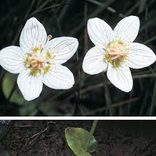 Attēlu rezultāti vaicājumam “Parnassia palustris flower”