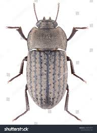 Attēlu rezultāti vaicājumam “Opatrum sabulosum”