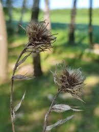 Attēlu rezultāti vaicājumam “Carlina biebersteinii”