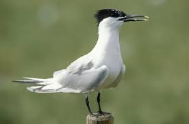 Attēlu rezultāti vaicājumam “Sterna sandvicensis”