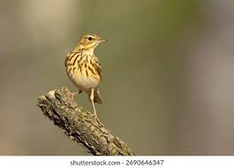 Attēlu rezultāti vaicājumam “Anthus trivialis”