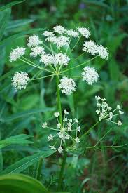 Attēlu rezultāti vaicājumam “Carum carvi leaf”