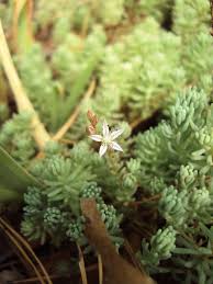 Attēlu rezultāti vaicājumam “Sedum pallidum leaf”