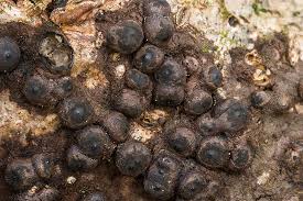 Attēlu rezultāti vaicājumam “Rosellinia desmazieri”