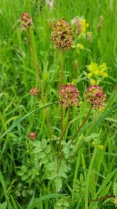 Attēlu rezultāti vaicājumam “Poterium sanguisorba flower”