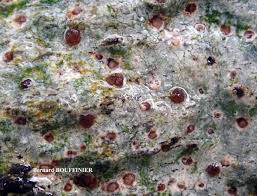 Attēlu rezultāti vaicājumam “Trapelia coarctata”